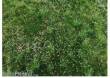 Silhouette 611-32S - Naturwiese lang / Narural meadow long 26x17cm Sommer / summer