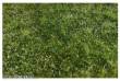 Silhouette 611-33S - Naturwiese lang / Narural meadow long 26x17cm Herbst / Autumn