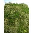 Silhouette 732-22S - Wildwuchsgebiet Sommer NZ/TT/H0/0 ca. 25x15,5 cm
