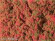Auhagen 76932 - Blumenmatte rot