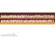 Preiser 79008 - N Reisende,Pass. unbemalt