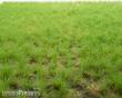 RTS 82105 - Grasbüschel Frühling
