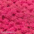 RTS 84602 - RTS Blütenbüschel magenta 2-6 mm, 148 x 210 mm