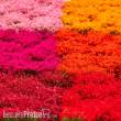 RTS 84924 - Blütenbüschel Set - Rote Blüten