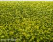 RTS 92501-3 - RTS Grasmatte Rapsfeld