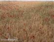 RTS 92512-3 - RTS Grasmatte Kornfeld blühend
