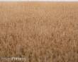 RTS 92521-3 - RTS Grasmatte Kornfeld Sommer