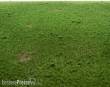 RTS 92532-3 - RTS Grasmatte Viehweide