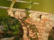 Matho Models 35035 - Plants & Weeds A