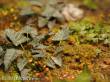 Matho Models 35039 - Plants & Weeds E