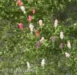 Silhouette 999-22 - Lupinen Sommer NZ/TT/H0/0 ca. 15x9 cm