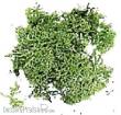 Domus Kits DO03904 - BOLSA /Green Moss Bag 12 gr.