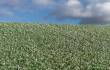 Model Scene F460 - Blühendes Mohnblumenfeld