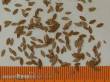 Model Scene L3-105 - Universal - Extra Farben, Herbst