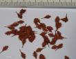 Model Scene L3-106 - Roteiche - Herbst