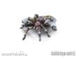 TableTop Art TTA200252 - Riesenspinne