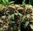 Model Scene VG3-032 - Jungle set 2