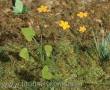 Model Scene VG4-003 - Butterblumen