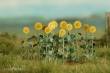 Model Scene VG7-224 - Sonnenblumen