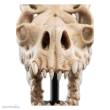 Herr der Ringe Mini Statue Skull of a Fell Beast 21 cm