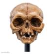 Herr der Ringe Mini Statue Skull of Gollum 13 cm