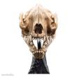 Herr der Ringe Mini Statue Skull of a Warg 20 cm