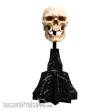 Herr der Ringe Mini Statue Skull of a Mordor Orc 14 cm