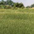 Woodland Scenics WFS618 - 4mm Static Grass Medium Green - Inhalt:42g