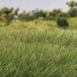 Woodland Scenics WFS622 - 7mm Static Grass Medium Green