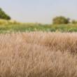 Woodland Scenics WFS624 - 7mm Static Grass Straw