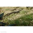 Woodland Scenics WG6532 - Natural Gravel
