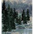Woodland Scenics WTR1581 - 24 St. Nadelbaum-Misch. 4in. - 6in.