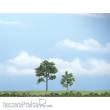 Woodland Scenics WTR1607 - 2 Robinien 7,5 cm u. 5 cm