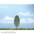 Woodland Scenics WTR1618 - 1 Linde 10 cm